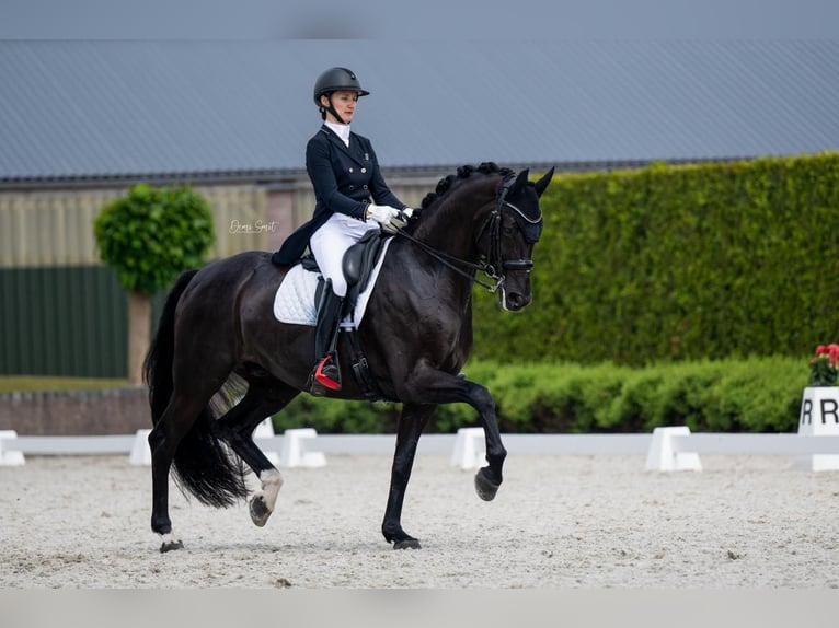 German Sport Horse Gelding 10 years 16,3 hh Black in Weert