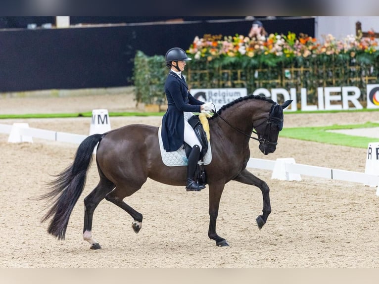 German Sport Horse Gelding 10 years 16,3 hh Black in Weert