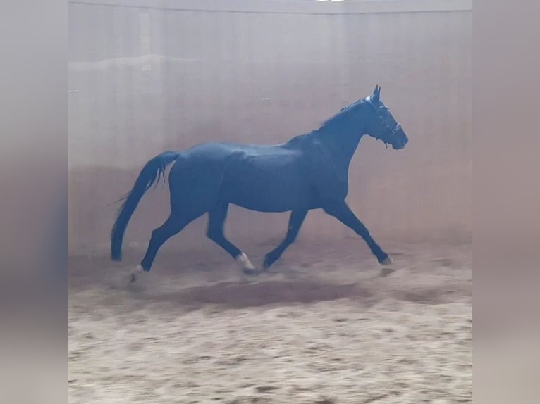 German Sport Horse Gelding 10 years 16,3 hh Black in Schwabhausen