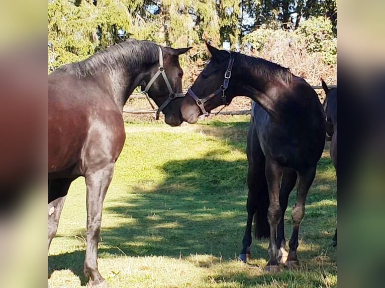 German Sport Horse Gelding 10 years 16,3 hh Black in Schwabhausen
