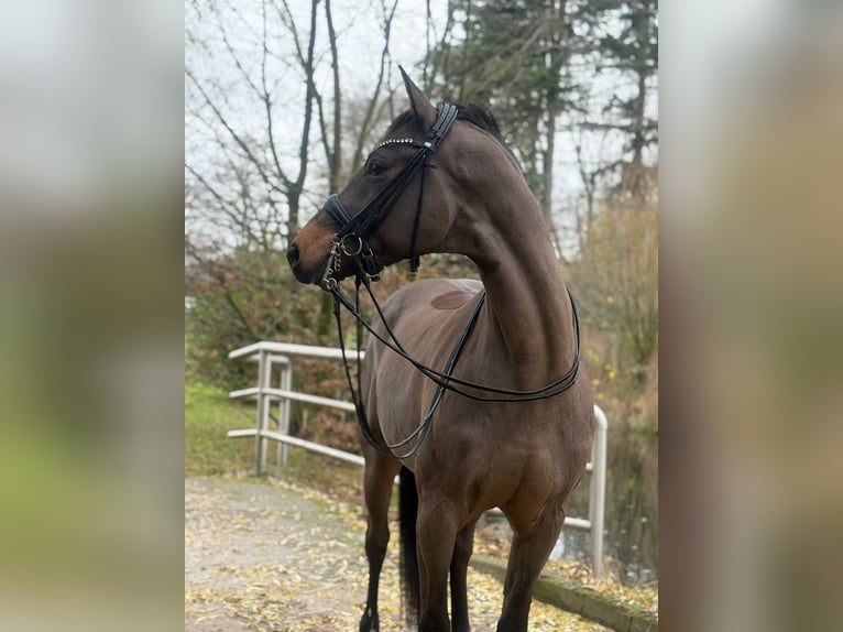 German Sport Horse Gelding 10 years 16,3 hh Brown in Duisburg