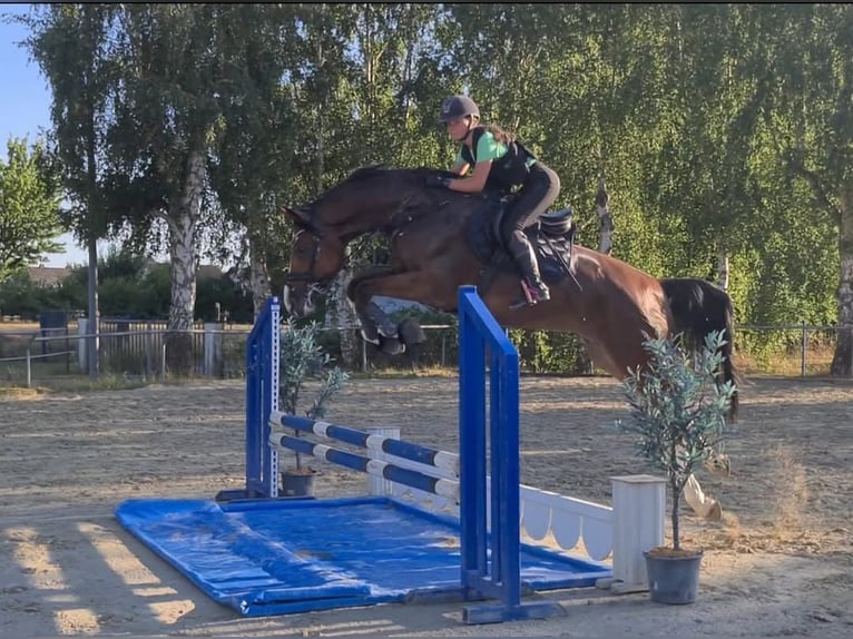 German Sport Horse Gelding 10 years 16,3 hh Brown in Gyula