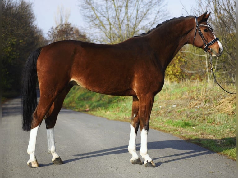 German Sport Horse Gelding 10 years 16,3 hh Brown in Gyula