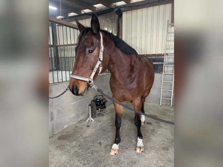 German Sport Horse Gelding 10 years 16,3 hh Brown in Zockau