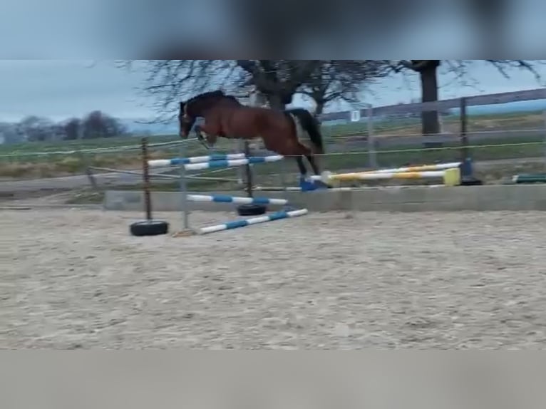 German Sport Horse Gelding 10 years 16,3 hh Brown in Zockau