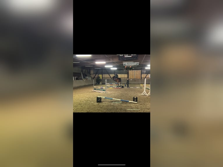 German Sport Horse Gelding 10 years 16,3 hh Brown in Zockau