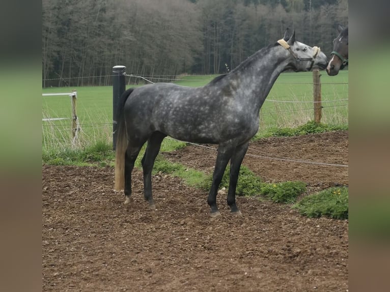 German Sport Horse Gelding 10 years 16,3 hh Grey-Dapple in Sch&#xF6;nthal