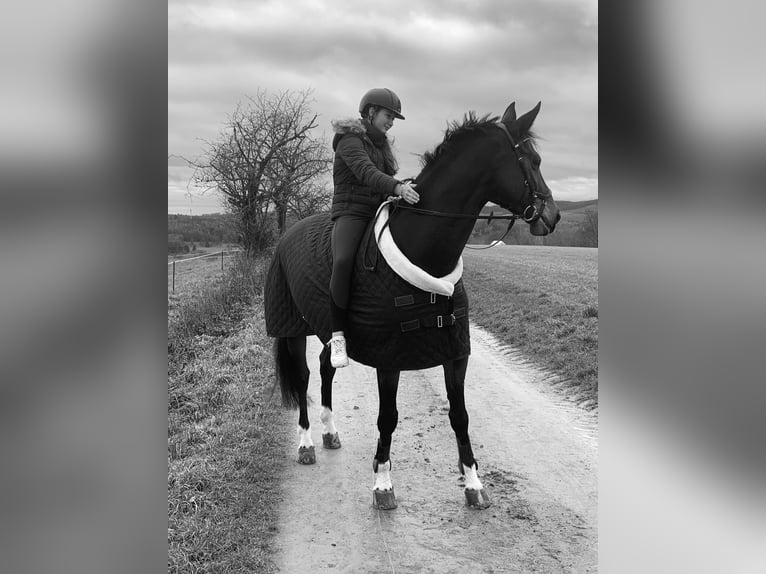 German Sport Horse Gelding 10 years 17,1 hh Bay-Dark in Hösbach