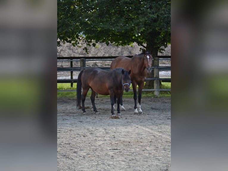 German Sport Horse Gelding 10 years 17,1 hh Brown in Reutte