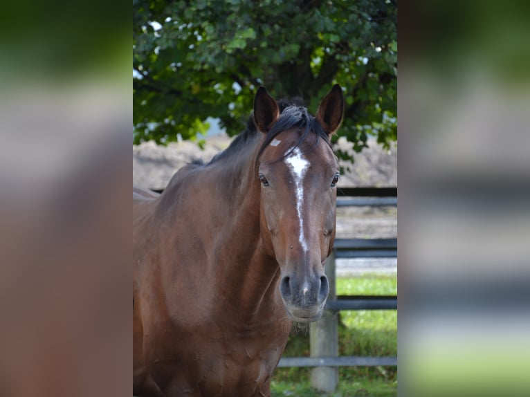 German Sport Horse Gelding 10 years 17,1 hh Brown in Reutte