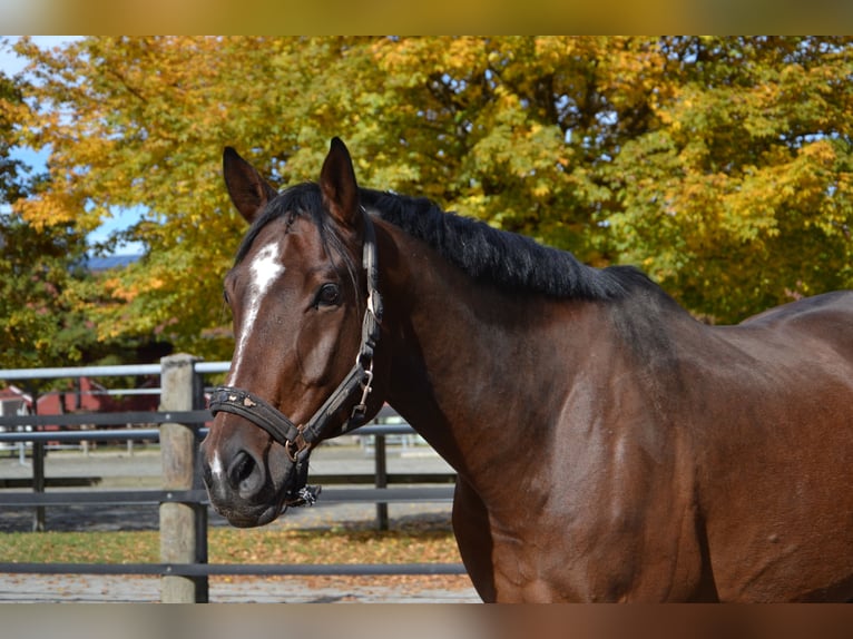 German Sport Horse Gelding 10 years 17,1 hh Brown in Reutte