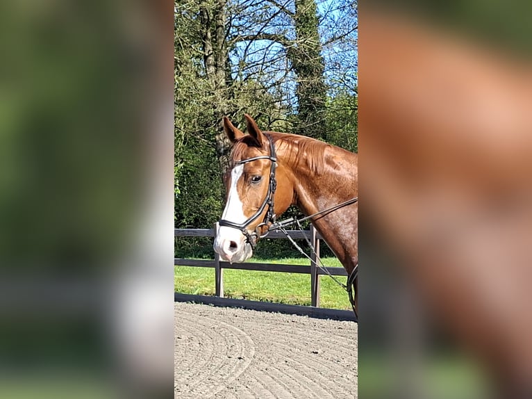 German Sport Horse Gelding 10 years 17.1 hh Chestnut-Red in Volsemenhusen