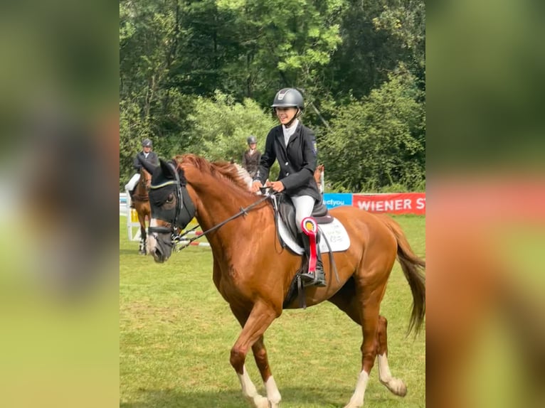 German Sport Horse Gelding 10 years 17.1 hh Chestnut-Red in Seyring