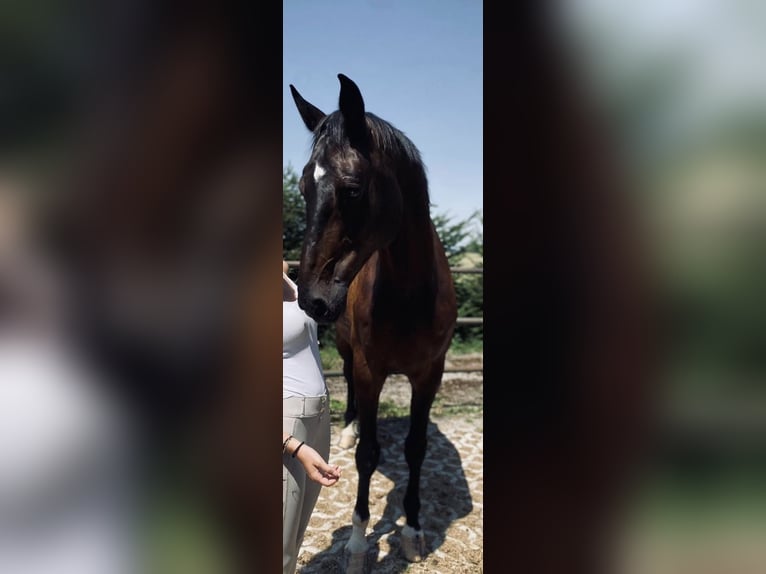 German Sport Horse Gelding 10 years 17,1 hh Smoky-Black in Schweitenkirchen