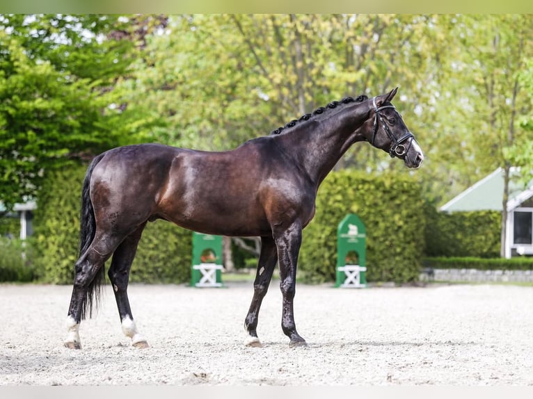 German Sport Horse Gelding 10 years 17,2 hh Black in Mosonmagyaróvár