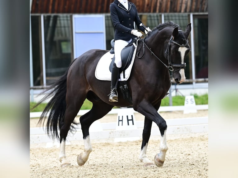 German Sport Horse Gelding 10 years 17.2 hh Black in Pfeffenhausen