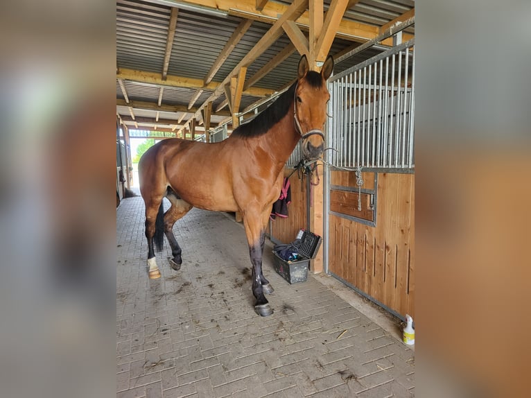 German Sport Horse Gelding 10 years 17,2 hh Brown in Malchin