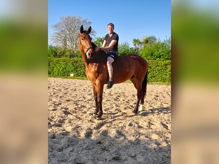 German Sport Horse Gelding 10 years 17,2 hh Brown in Malchin