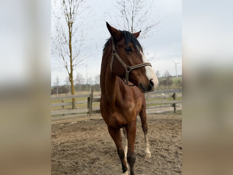 German Sport Horse Gelding 10 years 17.2 hh Brown in Wangenheim