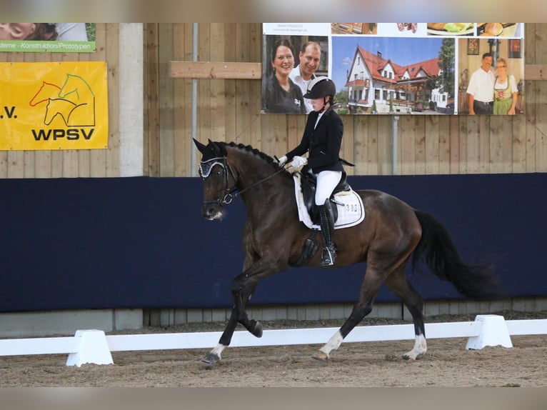 German Sport Horse Gelding 10 years 17 hh Bay-Dark in Mannheim