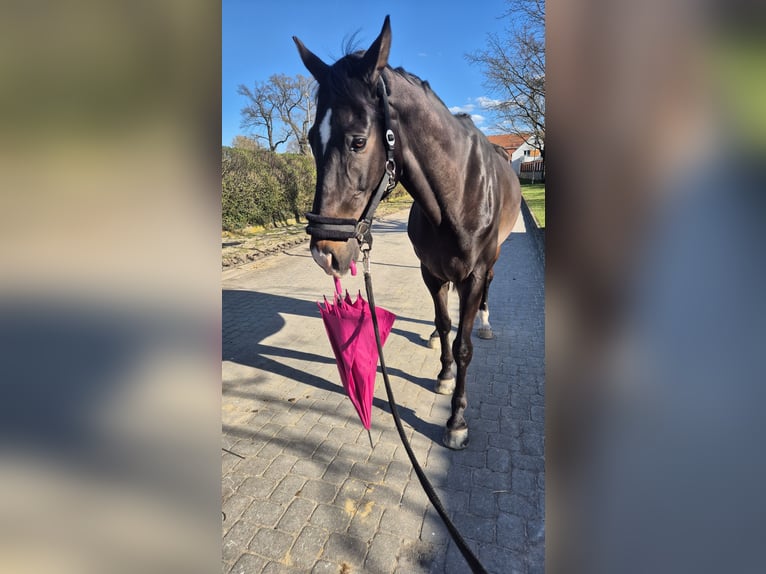 German Sport Horse Gelding 10 years 17 hh Bay-Dark in Taucha