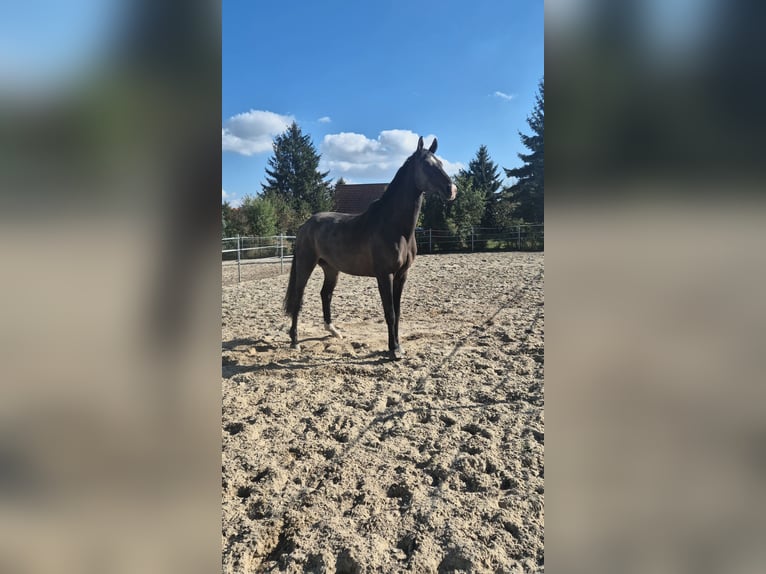 German Sport Horse Gelding 10 years 17 hh Bay-Dark in Taucha