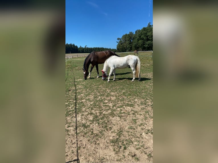 German Sport Horse Gelding 10 years 17 hh Bay-Dark in Vilsbiburg