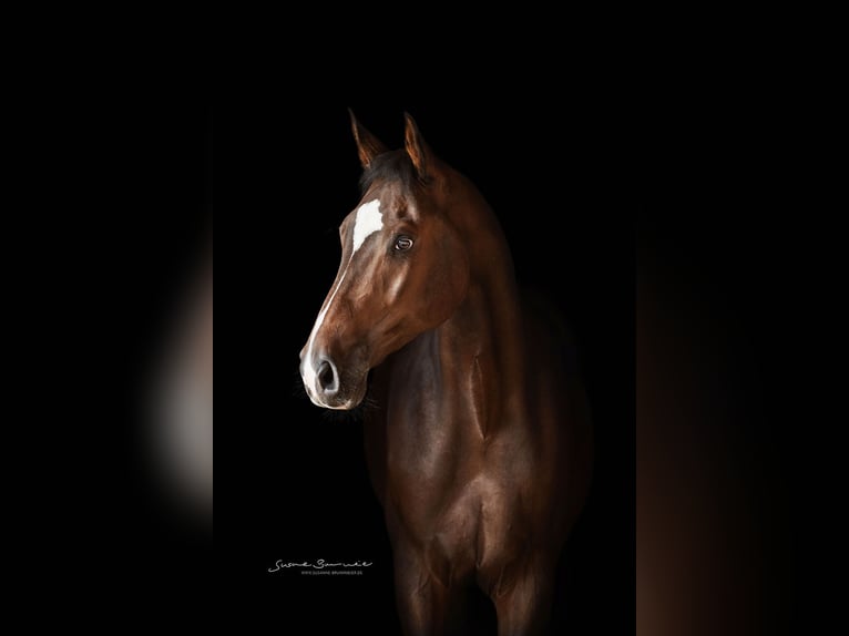 German Sport Horse Gelding 10 years 17 hh Bay-Dark in Vilsbiburg