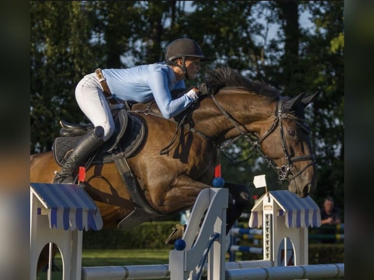 German Sport Horse Gelding 10 years 17 hh Bay-Dark in Groß Schierstedt