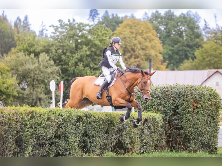 German Sport Horse Gelding 10 years 17 hh Bay in Bohuňovice
