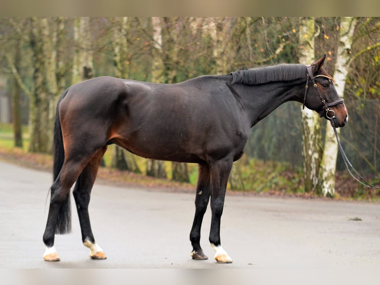 German Sport Horse Gelding 10 years 17 hh Bay in Tarnowo podgórne