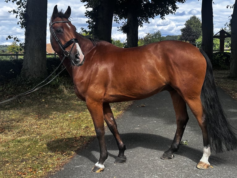 German Sport Horse Gelding 10 years 17 hh Brown in Hagen am teoutoburger Wald