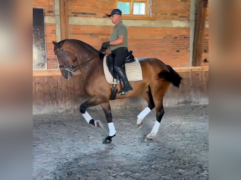 German Sport Horse Gelding 10 years 17 hh Brown in Szklary Görne