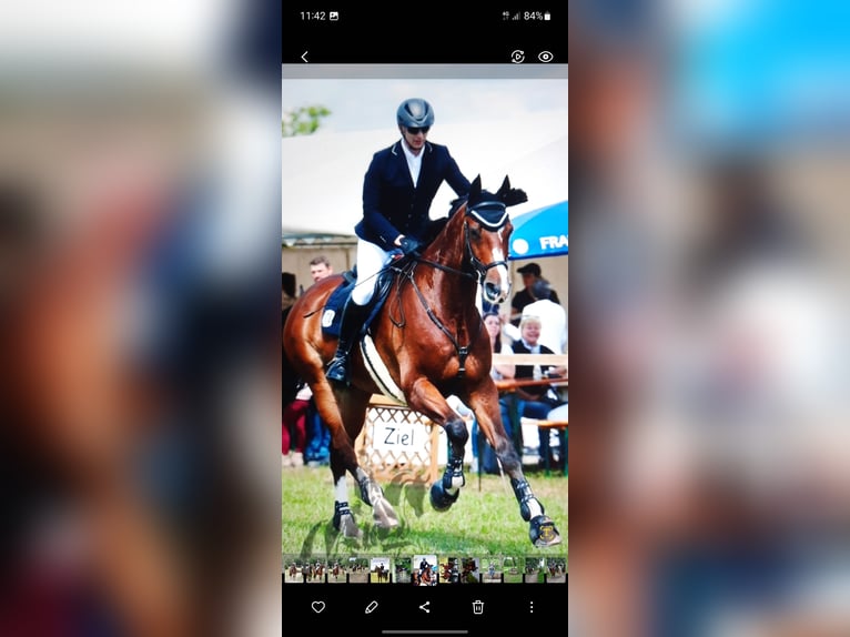 German Sport Horse Gelding 10 years 17 hh Brown in Aurach