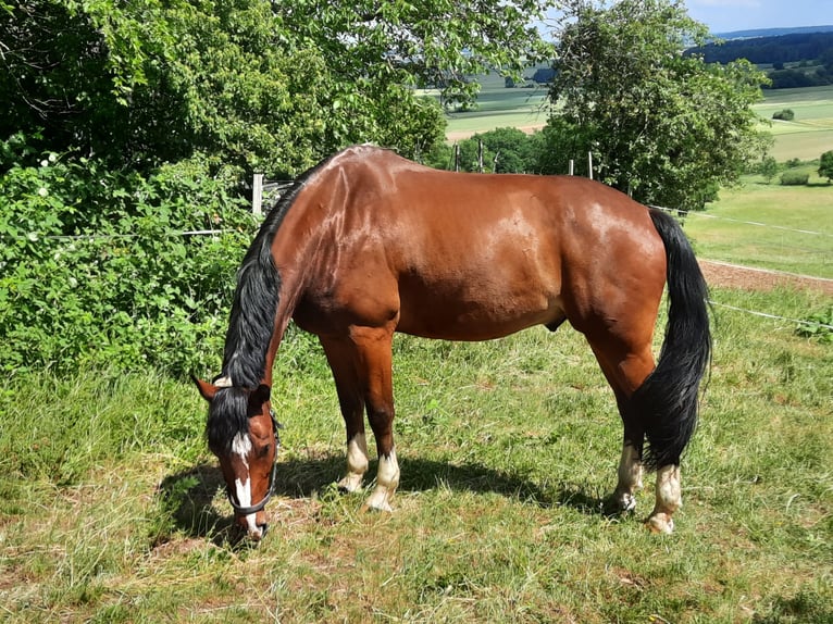 German Sport Horse Gelding 10 years 17 hh Brown in Aurach