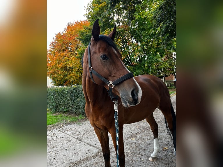 German Sport Horse Gelding 10 years 17 hh Brown in Bernau bei Berlin