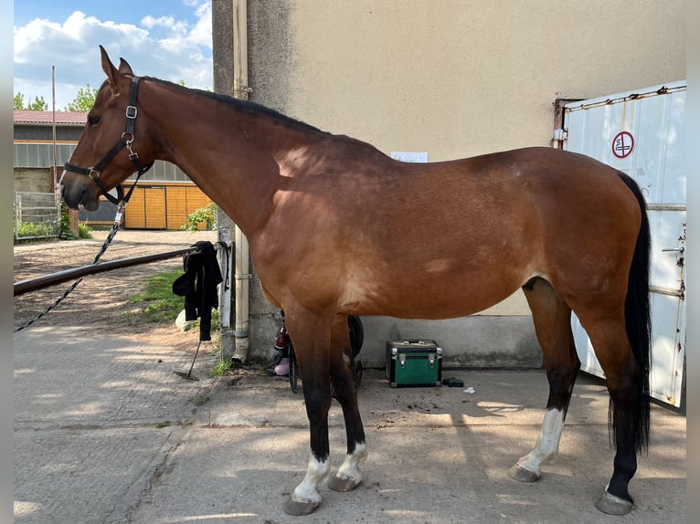 German Sport Horse Gelding 10 years 17 hh Brown in Bernau bei Berlin