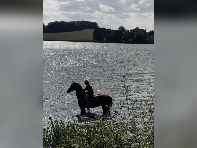 German Sport Horse Gelding 10 years 17 hh Brown in Zwickau