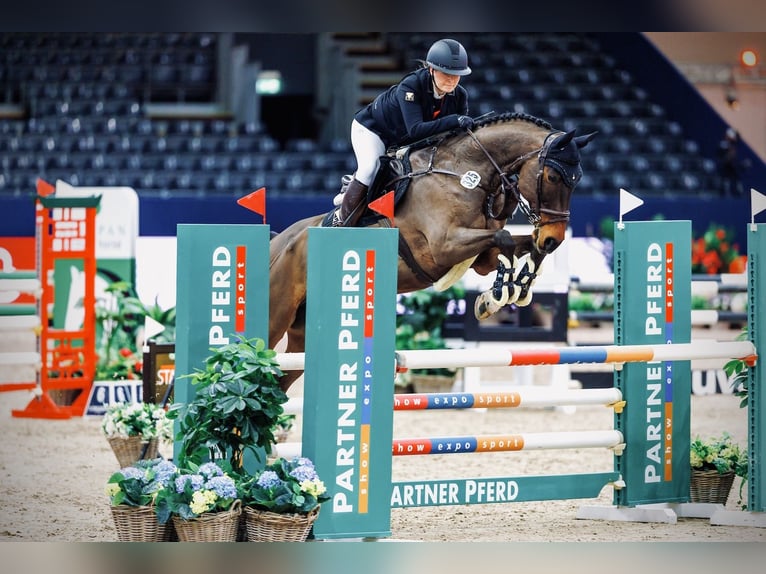 German Sport Horse Gelding 10 years 17 hh Brown in Zwickau