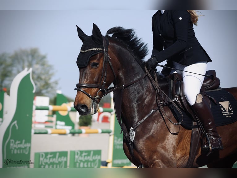 German Sport Horse Gelding 10 years 17 hh Brown in Zwickau
