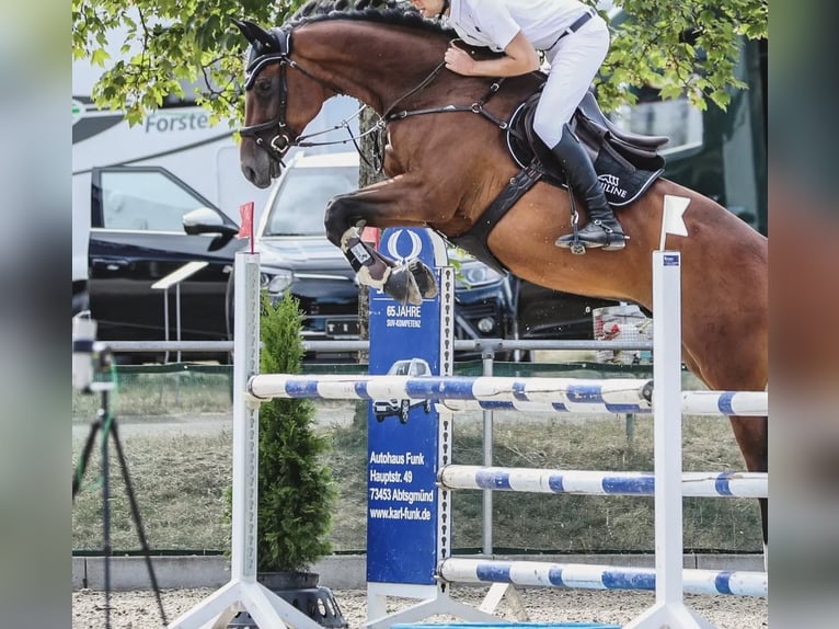 German Sport Horse Gelding 10 years 17 hh Brown in Schwäbisch Hall