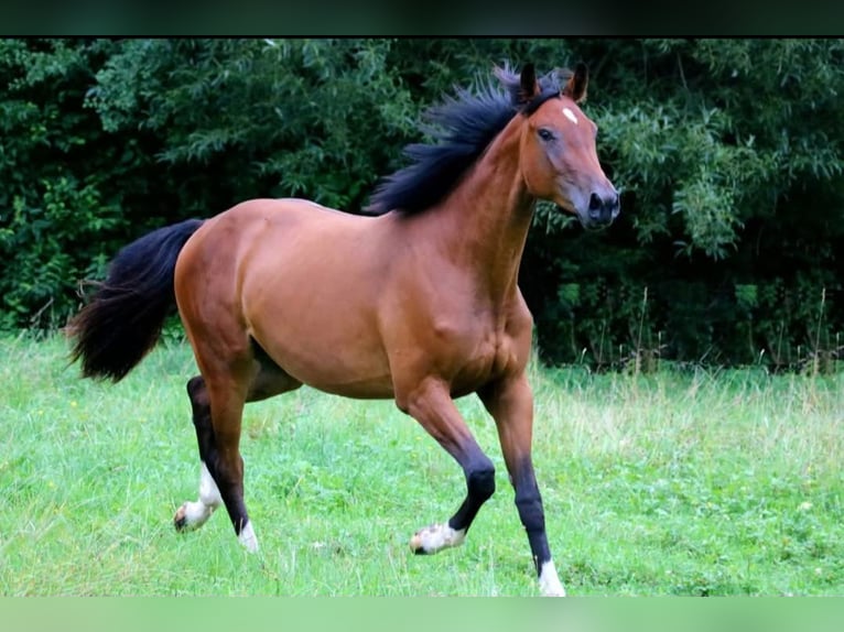 German Sport Horse Gelding 10 years 17 hh Brown in Schwäbisch Hall