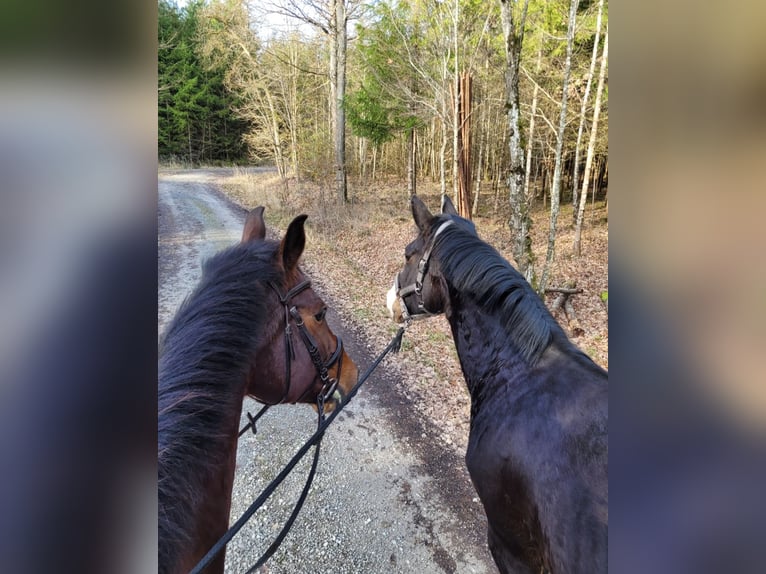 German Sport Horse Gelding 10 years 17 hh Brown in Schwäbisch Hall