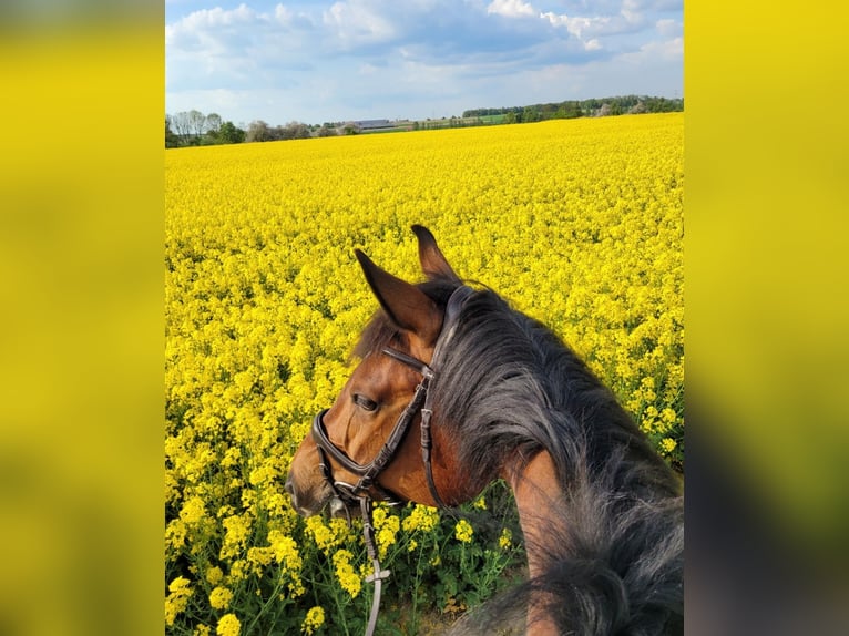 German Sport Horse Gelding 10 years 17 hh Brown in Schwäbisch Hall
