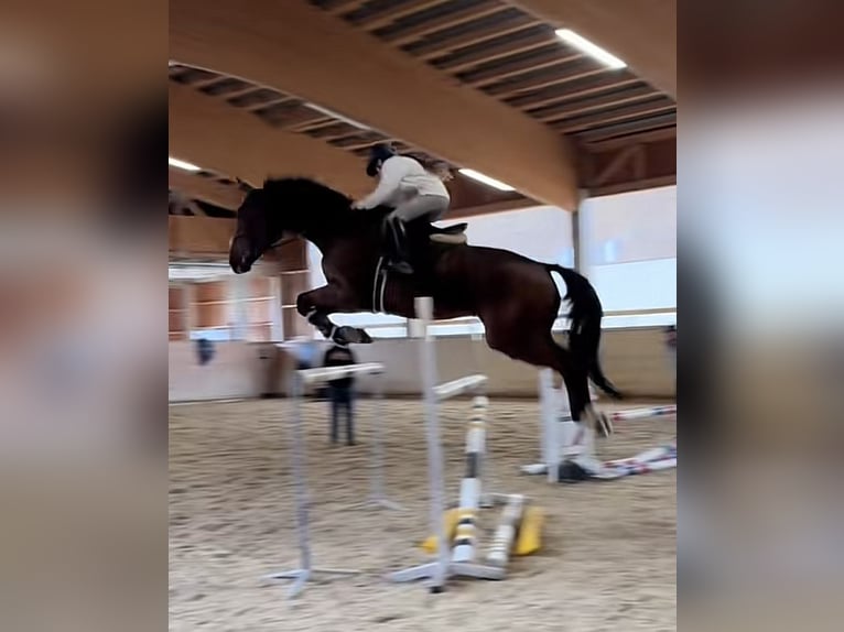 German Sport Horse Gelding 10 years 17 hh Brown in Schladming