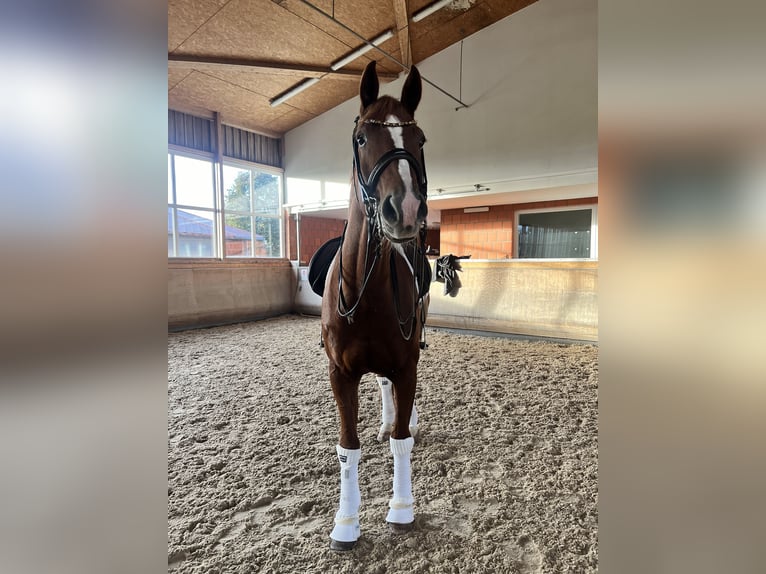 German Sport Horse Gelding 10 years 17 hh Chestnut-Red in Parsdorf