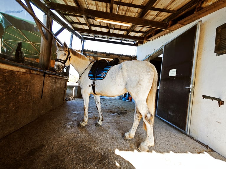 German Sport Horse Gelding 10 years 17 hh Gray-Fleabitten in Hohenems