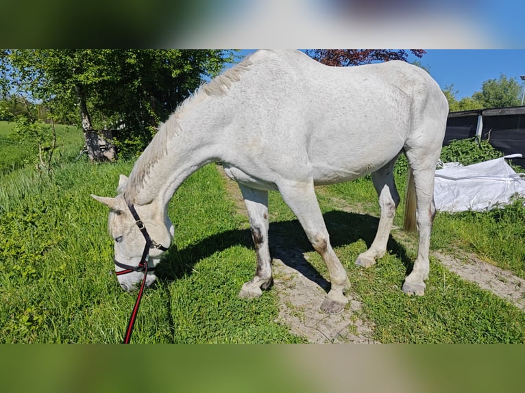 German Sport Horse Gelding 10 years 17 hh Gray-Fleabitten in Hohenems