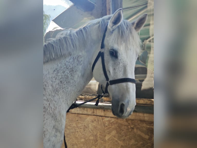 German Sport Horse Gelding 10 years 17 hh Gray-Fleabitten in Hohenems
