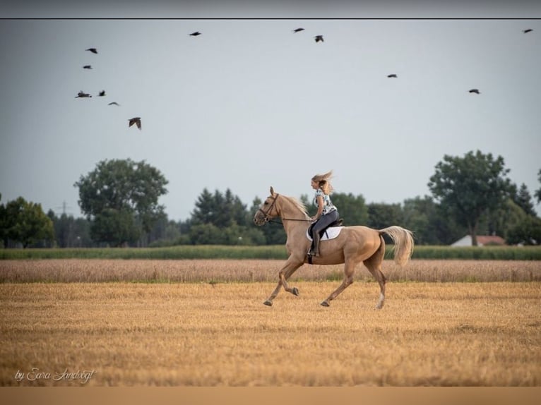 German Sport Horse Gelding 10 years 17 hh Palomino in Putzbrunn German Sport Horse Gelding 10 years 17 hh Palomino in Putzbrunn